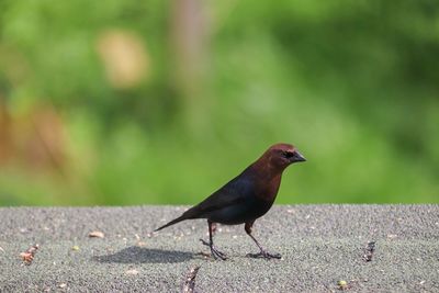 Close-up of bird perching on a land