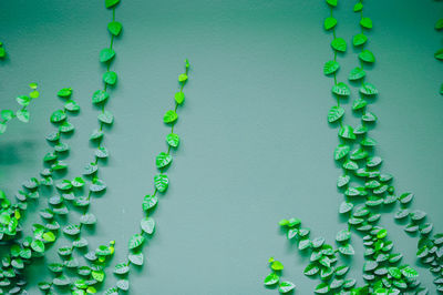 Close-up of green leaves against wall