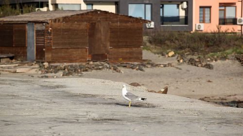 Seagull perching on a land