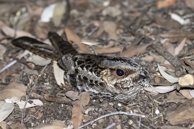 High angle view of lizard on land