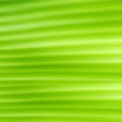 Full frame shot of palm leaf