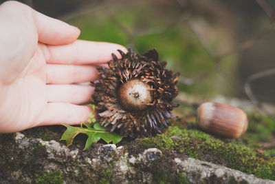 Close-up of cropped hand holding dried flower