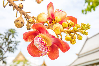 Low angle view of flowering plant against sky