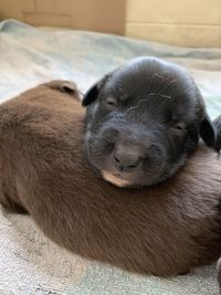 Close-up of a sleeping dog