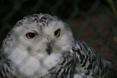 Close-up portrait of owl