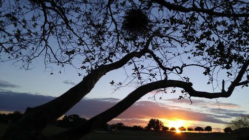 Silhouette tree against sky