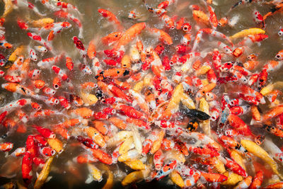 Top view of crowding colorful carp fish or koi fish in the pond