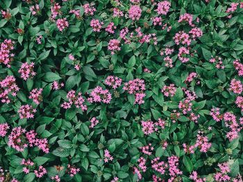 Full frame shot of pink flowering plants