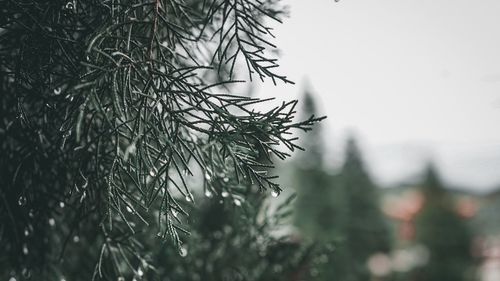 Close-up of raindrops on pine tree