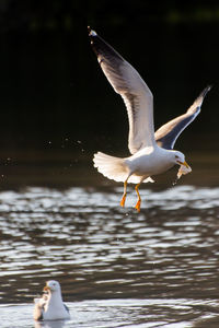 Seagull eating bread whilst flying