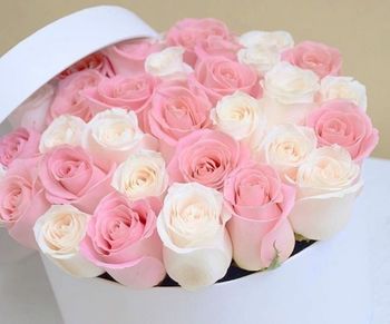 Close-up of pink roses