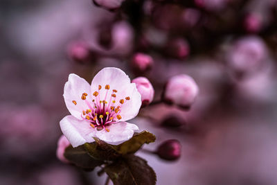 Close-up of pink cherry blossoms