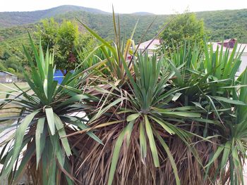 Close-up of fresh plants on land