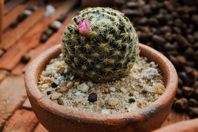 High angle view of succulent plant on table