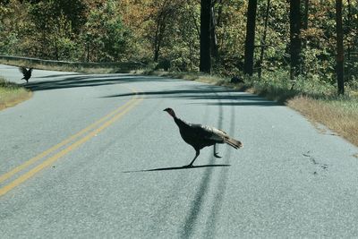 View of a bird on the road