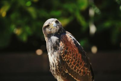 Close-up of falcon against plants