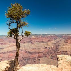 Tree on rock against clear blue sky
