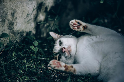 Cat relaxing in a field