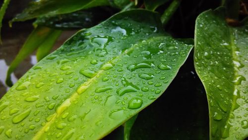 Close-up of leaves on leaf