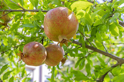 Close-up of apple growing on tree