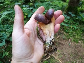 Close-up of hand holding mushroom