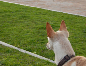 View of a dog on field