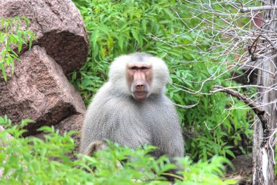 Portrait of monkey on tree