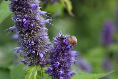 Close-up of bee on purple flower