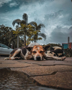 Dog relaxing by palm trees against sky