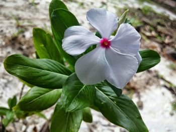 Close-up of flowers