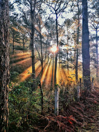 Sunlight streaming through trees in forest
