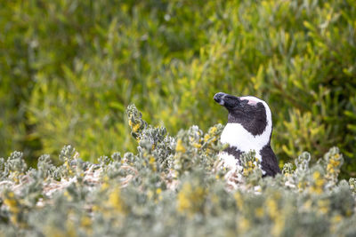 Side view of bird on rock in field