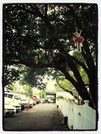 Road along trees