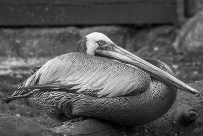 Close-up of pelican