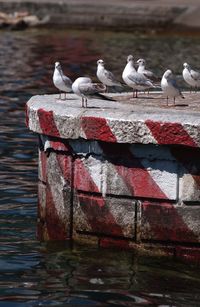 Seagulls perching on a lake