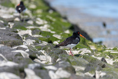 Bird perching on rock