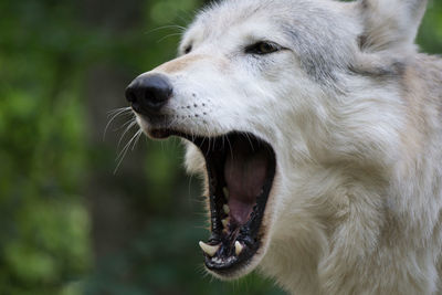 Close-up of a wolf yawning