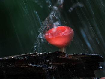 Close-up of water drops on red leaf