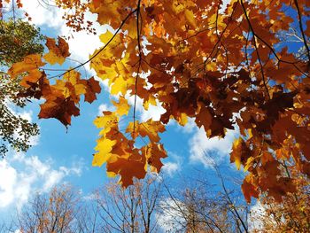 Low angle view of maple leaves on tree against sky