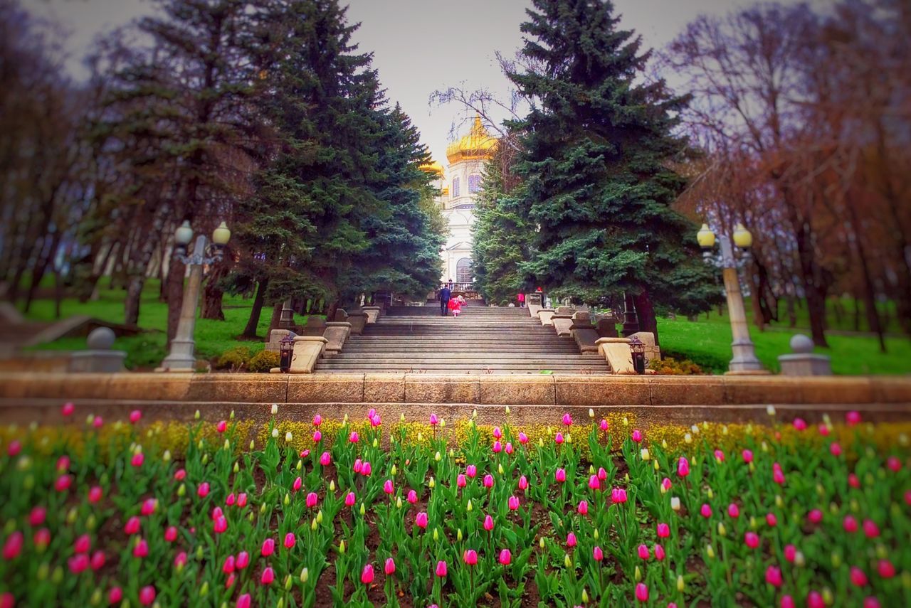 flower, tree, growth, freshness, fragility, beauty in nature, blooming, park - man made space, nature, pink color, plant, petal, formal garden, in bloom, blossom, outdoors, garden, day, springtime, sky