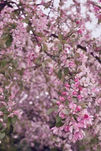 Close-up of pink cherry blossoms in spring