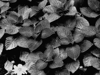 Full frame shot of leaves