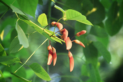 Close-up of fruits on plant