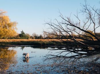 Scenic view of lake against clear sky