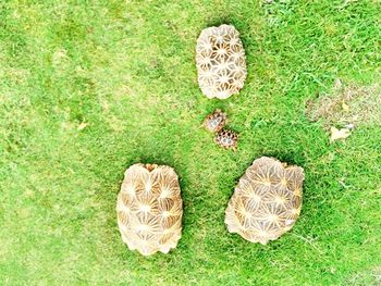 High angle view of grass