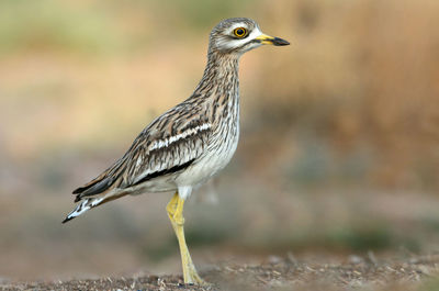 Close-up of bird perching on a land