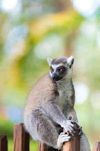 Close-up of lemur sitting on fence