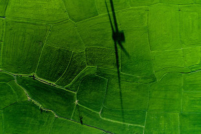 Full frame shot of green landscape