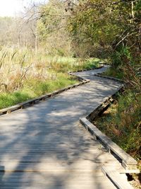 Road amidst trees in forest