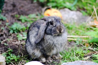 Close-up of an animal on field